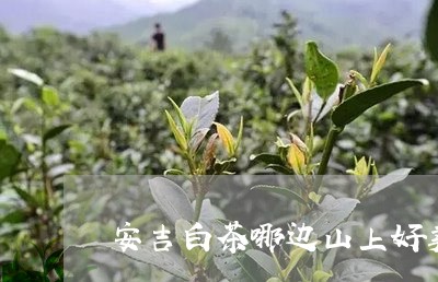 安吉白茶哪边山上好卖/2023093084036