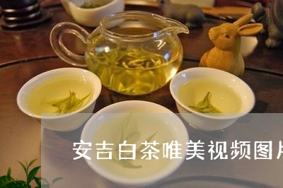 安吉白茶唯美视频图片/2023093071827