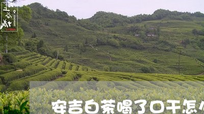 安吉白茶喝了口干怎么办/2023101682695