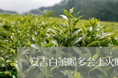 安吉白茶喝多会上火吗/2023093037403