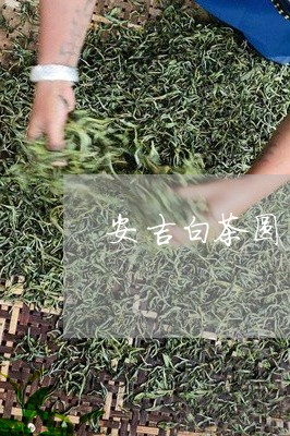 安吉白茶圆筒装价格多少/2023102457261