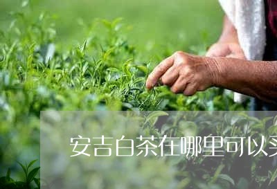 安吉白茶在哪里可以买到正宗的/2023111473916