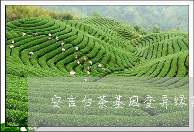 安吉白茶基因变异绿茶/2023093034150