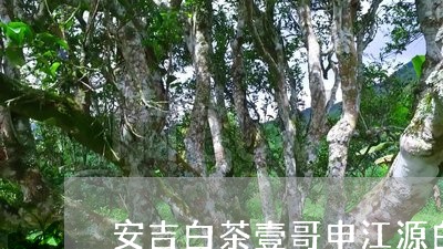 安吉白茶壹哥申江源白茶/2023102490603