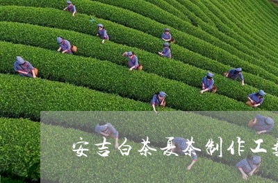 安吉白茶夏茶制作工艺/2023093060404