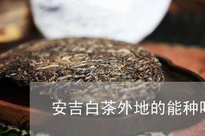 安吉白茶外地的能种吗吗/2023102414058