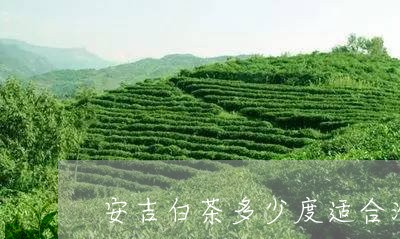 安吉白茶多少度适合泡茶/2023102478483