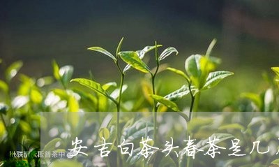 安吉白茶头春茶是几月份/2023102473724