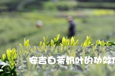 安吉白茶奶叶的功效作用/2023102435060