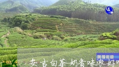 安吉白茶奶香味浓好喝吗/2023102484240