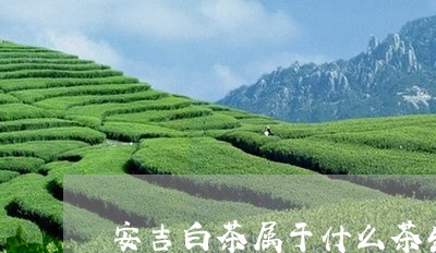 安吉白茶属于什么茶生茶/2023101726250