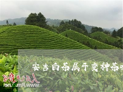 安吉白茶属于变种茶吗/2023092984927