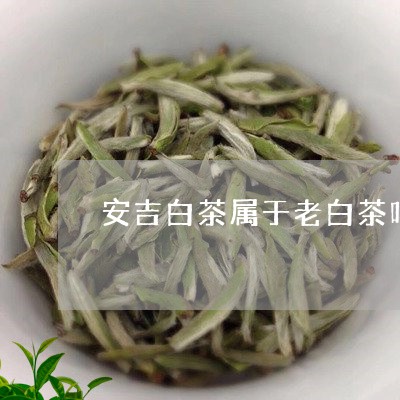 安吉白茶属于老白茶吗/2023092936948