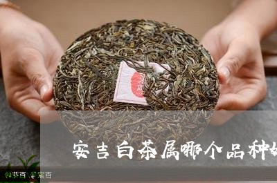 安吉白茶属哪个品种好喝/2023101744828