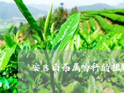 安吉白茶属啥科的植物类/2023101769682