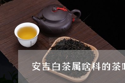 安吉白茶属啥科的茶叶类/2023101731605