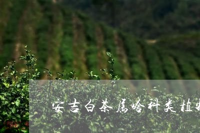 安吉白茶属啥科类植物呢/2023101794270