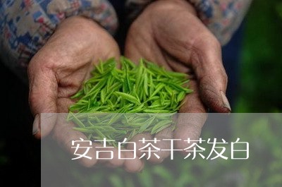 安吉白茶干茶发白/2023061995037