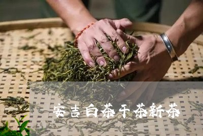 安吉白茶干茶新茶/2023061966259