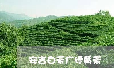 安吉白茶广德黄茶/2023061928361