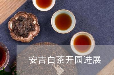 安吉白茶开园进展/2023061740724