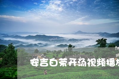 安吉白茶开汤视频播放/2023092929272