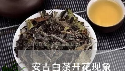 安吉白茶开花现象/2023061764148