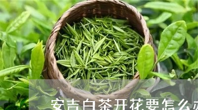 安吉白茶开花要怎么办呢/2023101795828