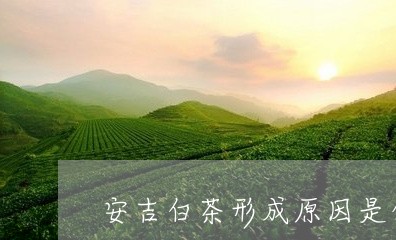 安吉白茶形成原因是什么/2023101761616