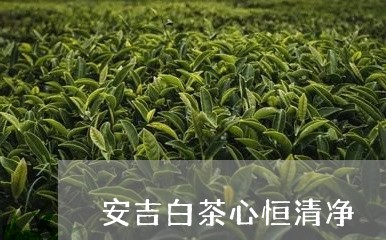 安吉白茶心恒清净/2023061770602