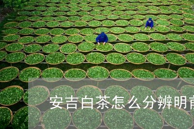 安吉白茶怎么分辨明前/2023092994037