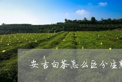 安吉白茶怎么区分生熟/2023092927360