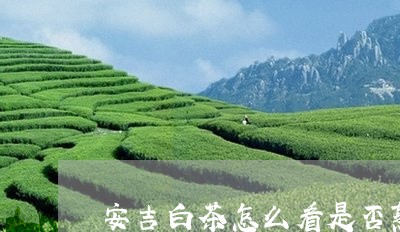 安吉白茶怎么看是否熟/2023092937260