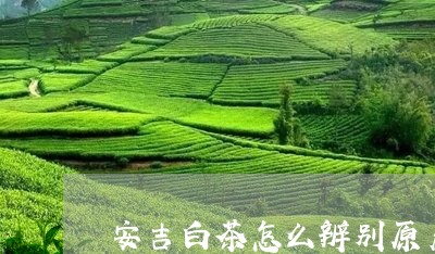 安吉白茶怎么辨别原产地/2023101716836