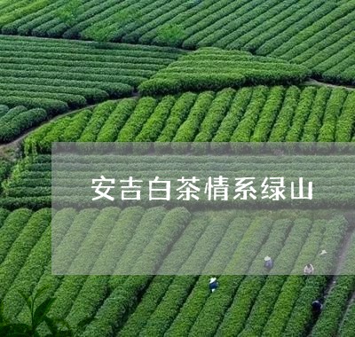 安吉白茶情系绿山/2023061853050