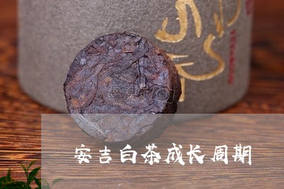 安吉白茶成长周期/2023061851948