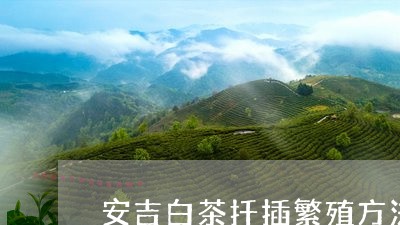 安吉白茶扦插繁殖方法/2023092979403