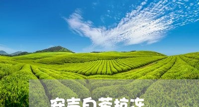 安吉白茶抗冻/2023051547281