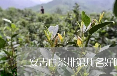 安吉白茶排第几名好喝点/2023101700571