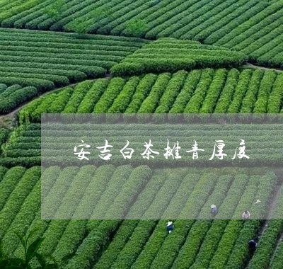 安吉白茶摊青厚度/2023061883826