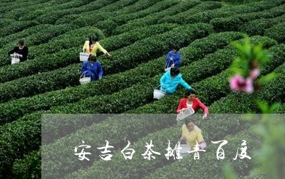 安吉白茶摊青百度/2023061896180