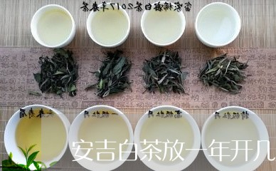 安吉白茶放一年开几次/2023092972484