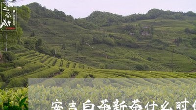 安吉白茶新茶什么时候/2023092972704