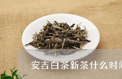 安吉白茶新茶什么时间/2023092949683