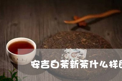 安吉白茶新茶什么样的/2023092918594