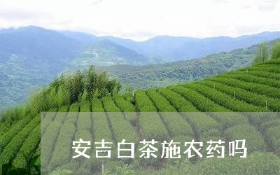 安吉白茶施农药吗/2023061892057