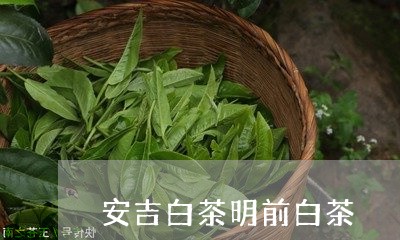 安吉白茶明前白茶/2023061865926