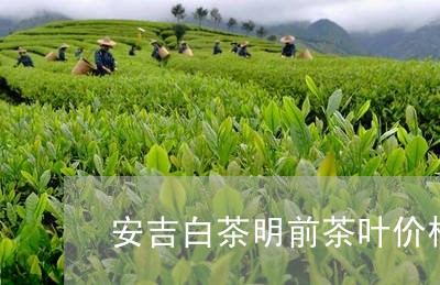 安吉白茶明前茶叶价格/2023092944848