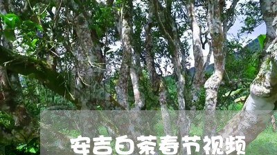 安吉白茶春节视频/2023061893817