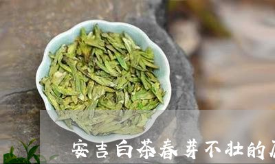 安吉白茶春芽不壮的原因/2023101767462